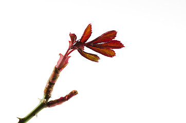 Image showing New rose leaves