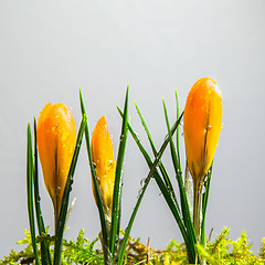 Image showing Yellow crocus buds at white background