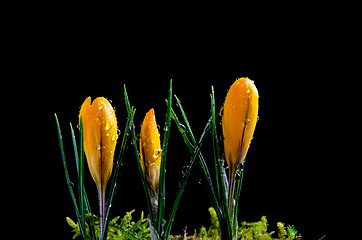 Image showing Crocus buds wirh water drops