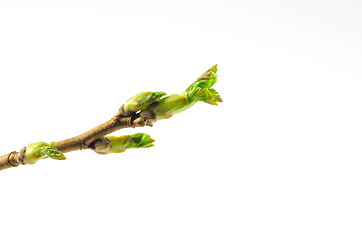 Image showing Black currant twig with sprouts