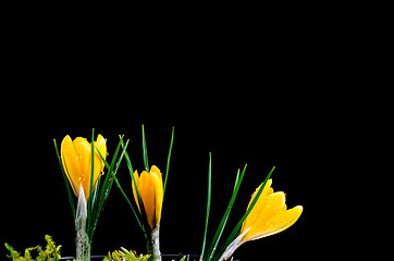 Image showing Yellow crocus at dark background