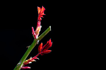 Image showing Rose stem with new leaves