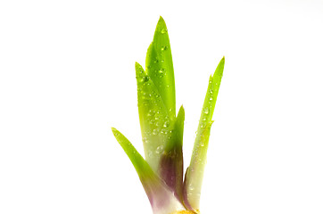 Image showing Springtime fresh iris sprout