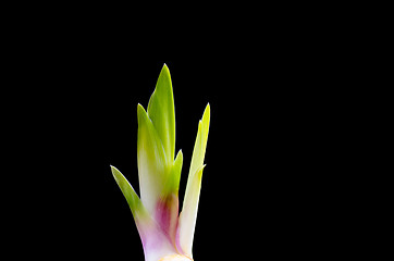 Image showing Iris sprout at black background