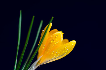 Image showing Yellow crocus at dark blue background