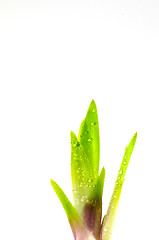 Image showing Iris sprout with water drops