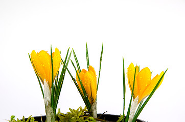 Image showing Crocus with waterdrops