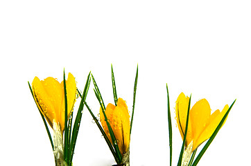 Image showing Fresh yellow crocus on white