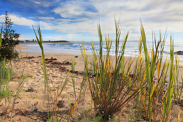 Image showing Beach with coastal flora