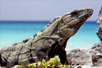 Image showing side of Varanus   sand mexico tulum