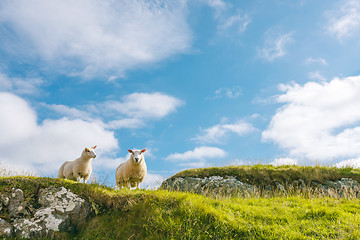 Image showing Two sheep in green meadow