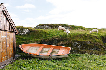 Image showing Sheep in green meadow