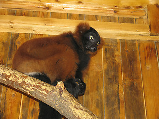 Image showing Red lemur