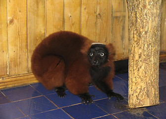 Image showing Red lemur