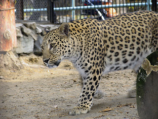 Image showing Persian leopard