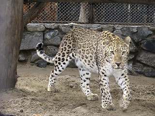 Image showing Persian leopard