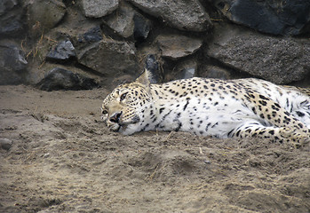 Image showing Persian leopard