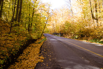 Image showing Fall Colors