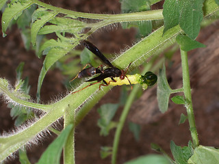 Image showing wasp eating a worm