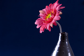 Image showing Gerbera Daisy