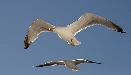 Image showing Mew Gull