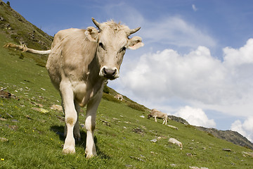 Image showing Curious calf