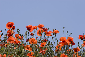 Image showing Poppies in the sun