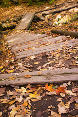 Image showing Fall Colors on the Trail