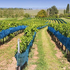 Image showing Vineyard in Austria