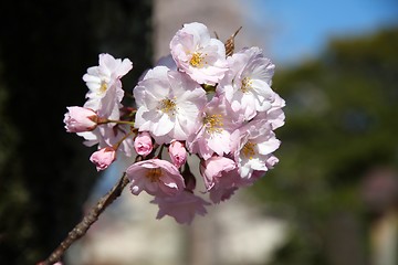 Image showing Cherry blossom in Japan