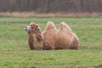 Image showing Two-humped camel