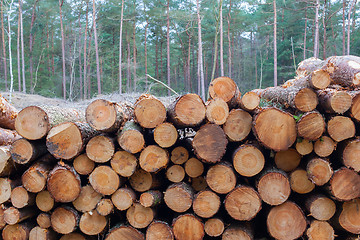 Image showing Forestry industry tree felling 