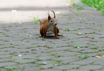 Image showing Red squirrel