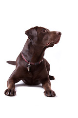 Image showing Chocolate Labrador Dog on white background