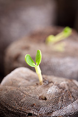 Image showing Budding Plant