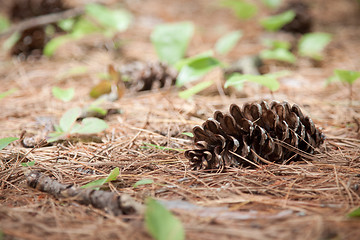 Image showing Pine cone in the wilderness