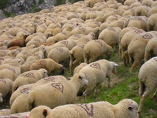 Image showing Lambs