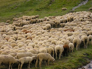 Image showing Flock of sheep