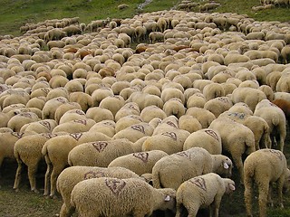 Image showing Flock of sheep