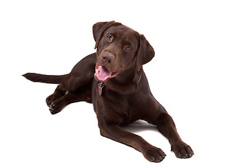 Image showing Chocolate Labrador Dog on white background