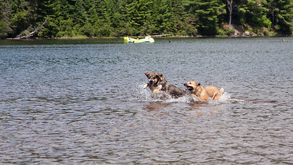 Image showing Two dogs playing in the lake