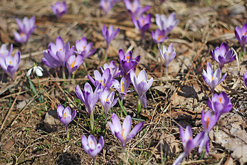 Image showing Purple crocus