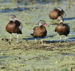 Image showing Ducks In Florida Wetlands