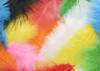 Image showing Colorful Feathers Background