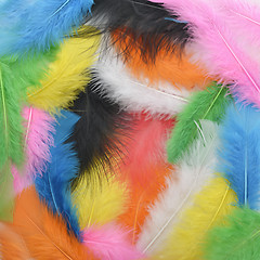 Image showing Colorful Feathers Background