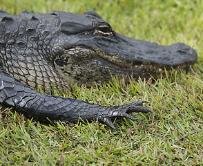 Image showing Alligator