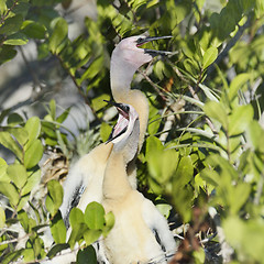 Image showing Anhinga Baby Birds