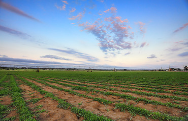 Image showing Turf Farm - Buffalo grass