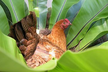 Image showing chicken sitting in the middle of a fern