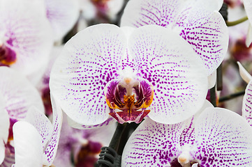 Image showing Orchid